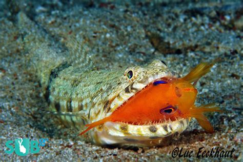 The Lizardfish Scuba Diving Blog