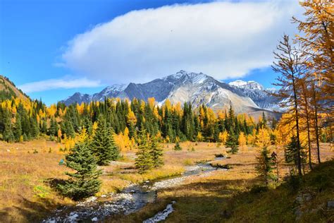 Five Fantastic Fall Larch Hikes In Kananaskis Play Outside Guide