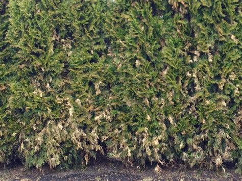 Natürlich ist das nachvollziehbar, doch tatsächlich ist es wirklich nicht nötig, die ganze wohnung zu säubern, wenn ein befall mit kopfläusen vorliegt. Läuse in Thuja Smaragd und Thuja Brabant verursachen ...
