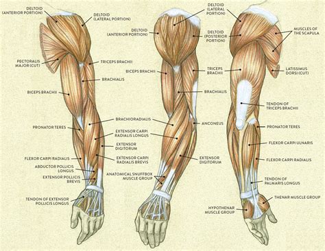 Muscle Names In Arm Muscle Groups To Workout How To Hit Them All