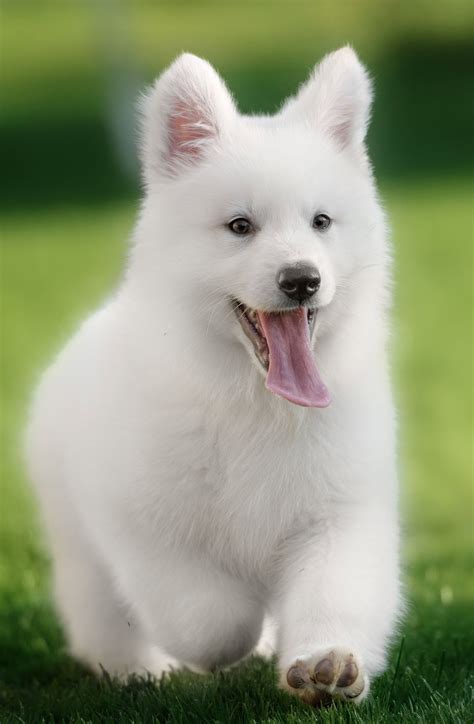 White German Shepherd Puppies For Sale In California Puppies