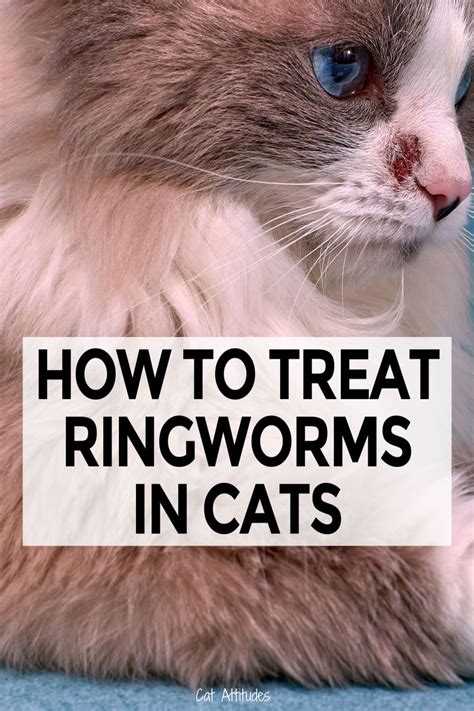 How To Tell If A Cat Has Ringworm Mariakruwrodriguez
