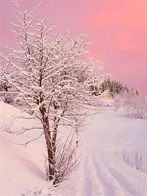 Pin Di Chiara Pozzato Su Alberi Alberi