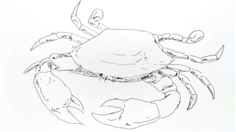 Cara Menggambar Kepiting How To Draw Crab Youtube