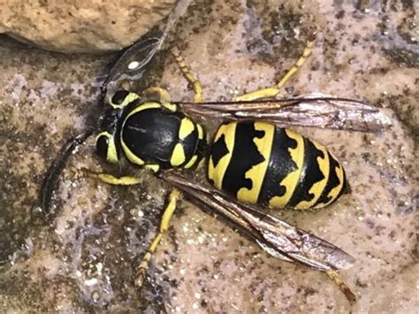 Oregon Wasps Pictures And Identification Tips Green Nature