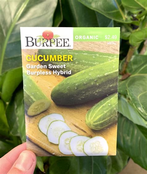 Cucumbers grow well in many regions of the united states, producing prolific quantities of fruit that can be enjoyed fresh or preserved as pickles. How to Grow Cucumbers From Seeds! (Step-by-Step Guide ...