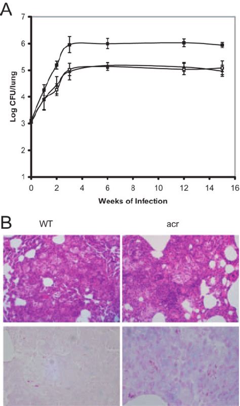 Growth Of M Tuberculosis ⌬ Hspx In Vivo A Survival In A Balbc