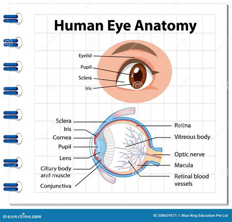 Diagramma Di Anatomia Dell Occhio Umano Con Etichetta Illustrazione