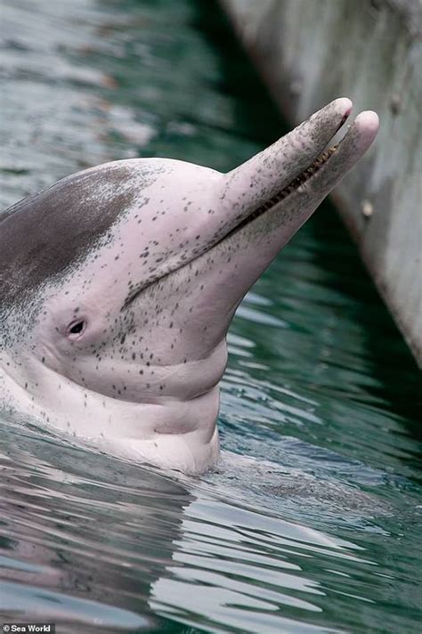 Heartbreak As Sea Worlds Oldest Dolphin Amity Dies Aged 55 Daily