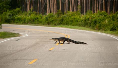 Alligator Crossing The Road 761102 Stock Photo At Vecteezy