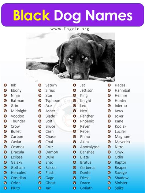 500 Most Popular Black Dog Names Male Female Engdic