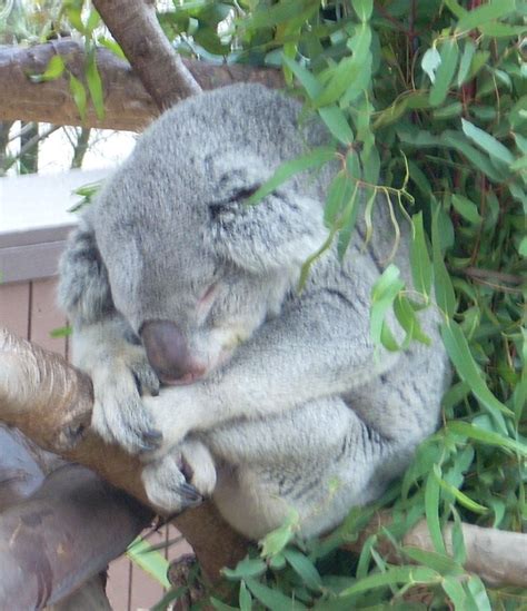 Sleepy Koala Cute Animal Pictures Koala Bear Sweet Dreams Cute