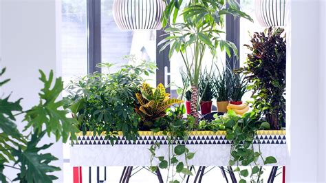 The Best House Plants To Grow Inside Planting House Concept Ideas