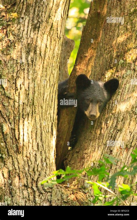 black bear cub in oak tree on skyline drive north of big meadows shenandoah national park