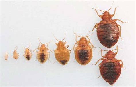 Dust Mite Vs Bed Bug 6 Foolproof Ways To Tell The Difference