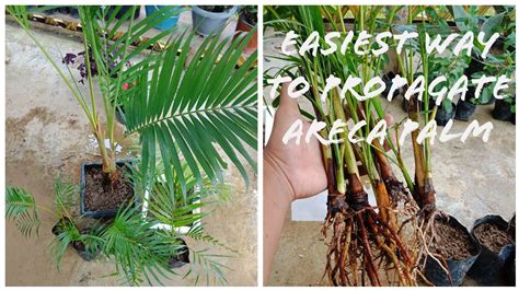 How To Grow Areca Palm Youtube