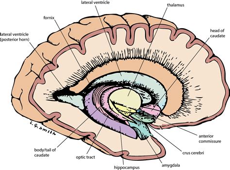 Basal Ganglia Direct Pathway Gross Anatomy Brain Anatomy Human Body Porn Sex Picture