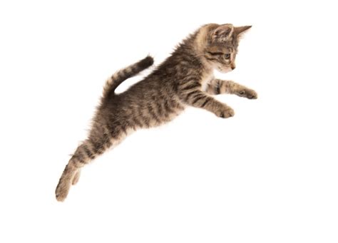 How Can Cats Jump So High Petsoid