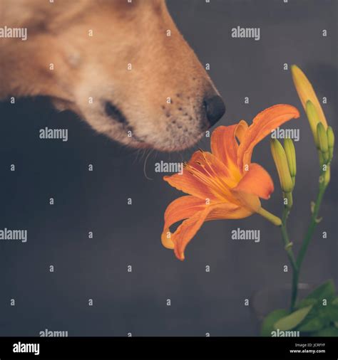 Nase Riechen Blume Stockfotos Und Bilder Kaufen Alamy