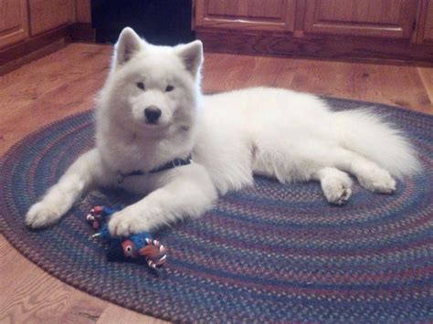 Melissa Quell Heavenly Samoyeds Puppies For Sale