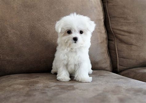Maltese Puppies For Sale Orange County Ca 307553