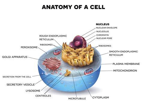 The endoplasmic reticulum (er) is, in essence, the transportation system of the eukaryotic cell, and has many other important functions such as protein folding. Information About the Smooth Endoplasmic Reticulum and Its ...