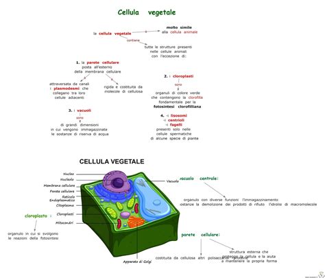 Mappa Cellula Vegetale