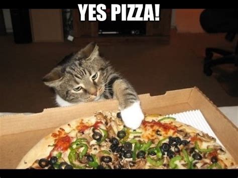 Pizza Cat Meme