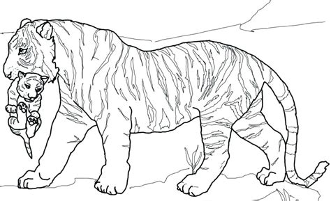 Bengal Tiger Coloring Page At Getdrawings Free Download