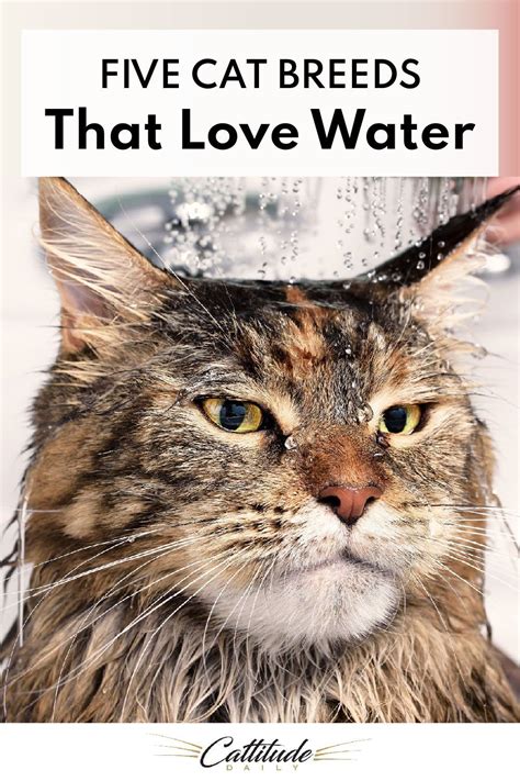 Five Cat Breeds That Love Water Cat Breeds Cats Cute Cat Breeds