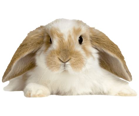 American Fuzzy Lop Rabbit Health Temperament Coat Health And Care