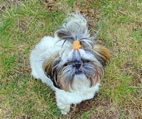 3 Best Ways To Stop Shih Tzu Dogs From Biting Page 2 Of 2 Shih Tzu Buzz