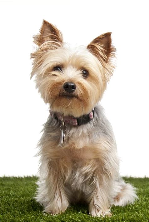 Cats tend to use gardens as their personal outdoor litter boxes. 15 Dogs That Don't Shed - Hypoallergenic Dog Breeds