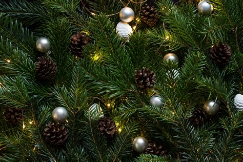 Free Images Branch Pinecone Fir Decor Christmas Tree Ornament
