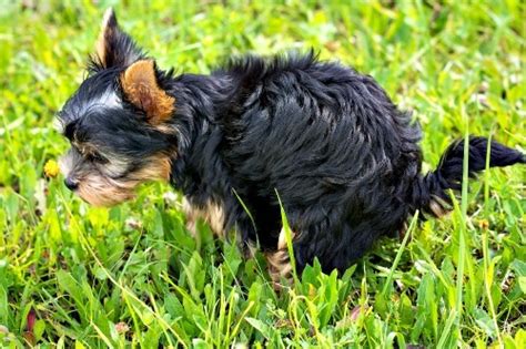 Puppy Diarrhea New Puppy Owners Guide
