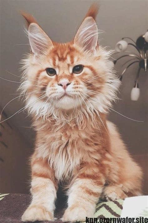 Most Recent Pic Unique Cat Breeds Concepts Cats Along With Significant