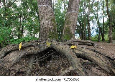 Naked Tree Roots Stockfoto Shutterstock