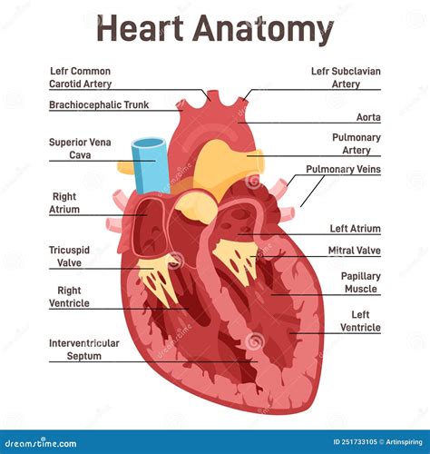 Human Heart Anatomy Cross Sectional Diagram Of The Heart Stock Vector