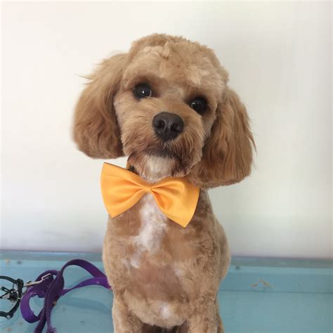 Learn how to cover the basics to keep your pooch happy and healthy. Best Friend Dog Grooming - Perth