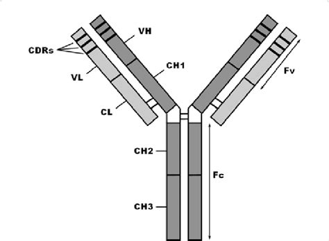 Immunoglobulin G Igg Igg Consists Of Four Polypeptide Chains Two