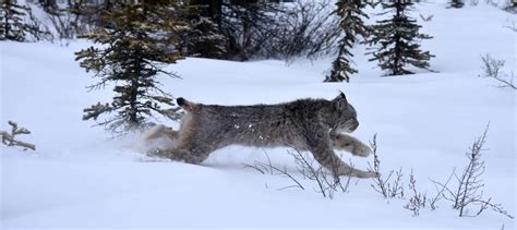 Canadian Lynx Hunting