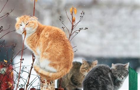 Cats protection derby opening times. How Do Cats Survive Winter? 27 Cat-tastic Tips You'll Love ...