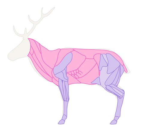 How To Draw Animals Deer Species And Anatomy