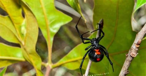 Brown Widow Spider Vs Black Widow Spider 5 Differences Az Animals