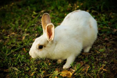 White Rabbit Is Walking On The Glade Stock Photo Image Of Cute