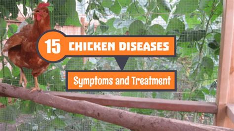 15 Most Common Chicken Diseases Symptoms And Treatment Poultry Care