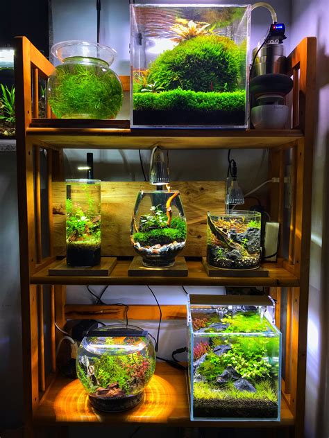 An Aquarium Filled With Green Plants And Other Aquatic Items On Top Of A Wooden Shelf
