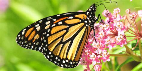 Why Are Butterflies Important For The Environment