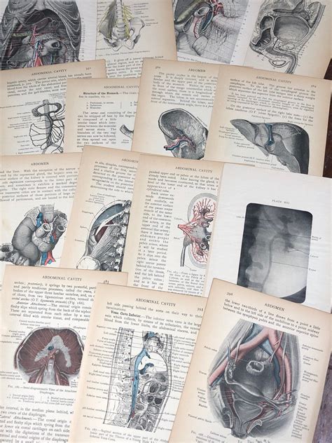 Lot Of 15 Antique Adominal Cavity Medical Print Set Genuine Etsy