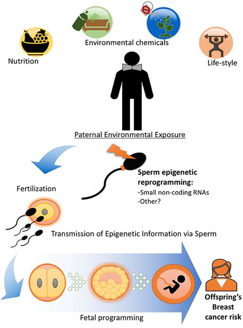 Frontiers Diet And Transgenerational Epigenetic Inheritance Of Breast